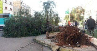 Casablanca :  A quand le printemps «arbres»?