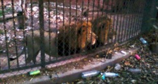 Une lettre au Roi pour défendre les animaux