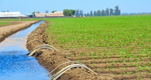 Maroc : La Banque mondiale soutient l’irrigation