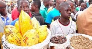 Afrique-OCP : La Caravane-Cacao roule bien