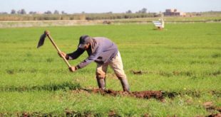 Campagne agricole 2015-2016 : Le programme qui anticipait la sécheresse au Maroc
