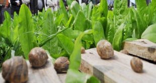 Héliciculture : L’escargot du Maroc célébré