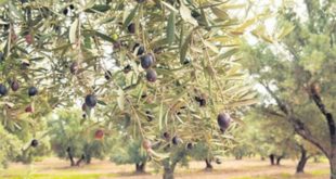 Olives du Maroc : Bonne progression de la production