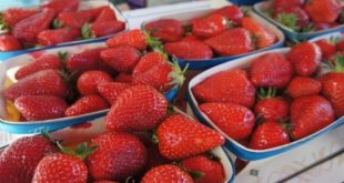 Maroc-Afrique : La fraise à l’honneur à Kénitra