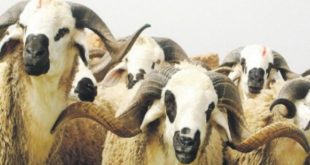 Maroc/Settat : 1er  Salon national du mouton «Sardi»