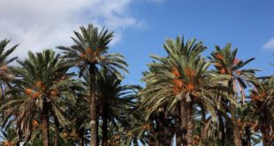 Palmier dattier : Un potentiel sous-exploité