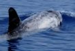 Le péril du dauphin noir : Les pêcheurs du nord s’en remettent au Roi