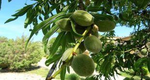 Drâa-Tafilalet : Un grenier d’amandes en plein sud