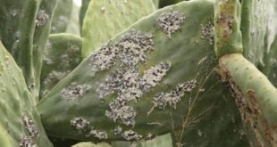 Cochenille du cactus : Une assistance technique de la FAO