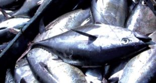 Pêche du thon : Polémiques et quotas avant la réunion de l’ICCAT au Maroc