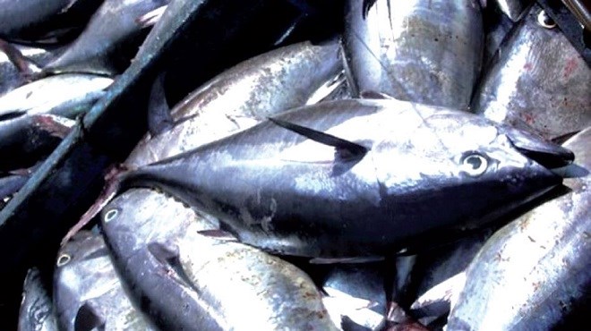 Pêche du thon : Polémiques et quotas avant la réunion de l’ICCAT au Maroc