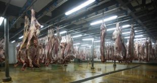 Aîd El Adha 2017/Abattage dans les abattoirs de Casablanca : Casa Prestations ne réitère pas l’expérience