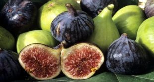 Maroc/Filière des figues : Un programme de mise à niveau et de développement