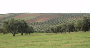 Maroc : Où en est le système de l’Agrégation agricole ?