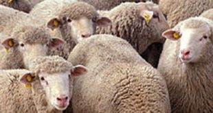 Moutons pourris de l’Aïd : L’identification des moutons, une solution au problème?