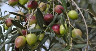 Maroc : Et de 4 pour le Salon de l’olivier !