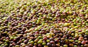 Olives : Un record historique de production