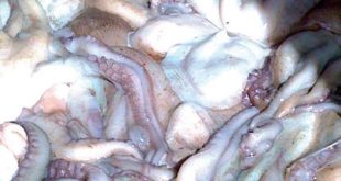 Maroc/Pêche poulpière : Un projet de loi sur le repos biologique!