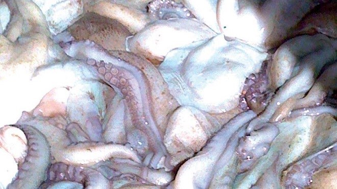 Maroc/Pêche poulpière : Un projet de loi sur le repos biologique!