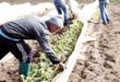 Maroc : Cette pluie tant attendue…