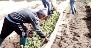 Maroc : Cette pluie tant attendue…