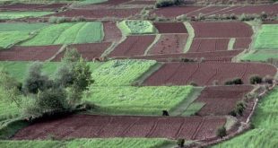 Doukkala : Les agriculteurs reprennent espoir !