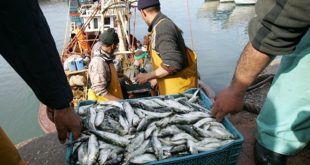 Pêche/Maroc : Les hauts et des bas des débarquements