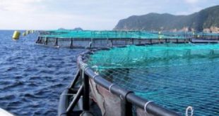 Aquaculture : L’ANDA lance deux appels à manifestation d’intérêt