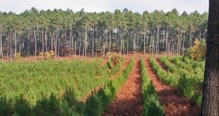 Reboisement : Lancement de la campagne 2017-2018