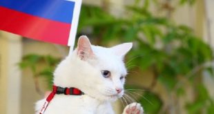 Coupe du monde 2018 : Un chat pronostiqueur officiel de la compétition