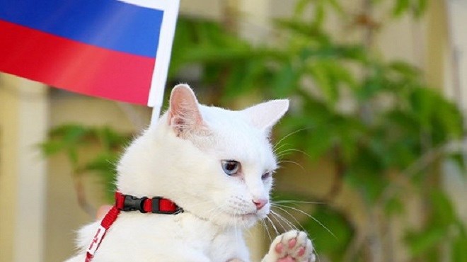Coupe Du Monde 18 Un Chat Pronostiqueur Officiel De La Competition Le Reporter Ma