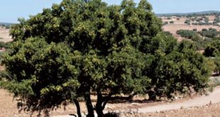 Arganiculture : Lancement d’un projet de plantation de 10.000 ha