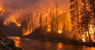 Australie : un incendie de forêt fait rage à Sydney