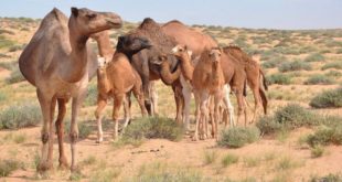 Elevage camelin : «La Caravane Phosboucraa» fait escale à Assa