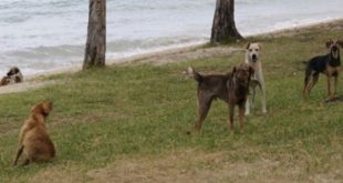 L’abattage massif des chiens errants continue au Maroc…
