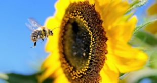 Forum : Services de pollinisation des abeilles