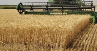 Céréales : Une production de plus de 100 millions de quintaux