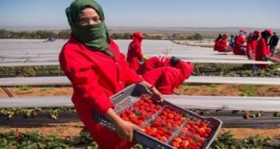 Saisonnières d’Huelva : Sévices sexuels dans les champs de fraises