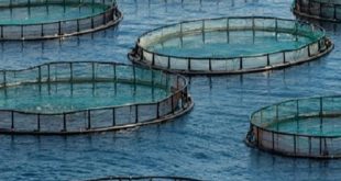 ANDA : Des chantiers phares autour de l’aquaculture