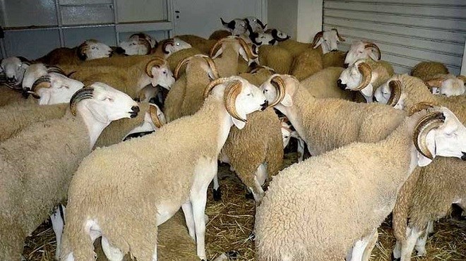 Aid Al Adha 2018 : 3,7 millions d’ovins et de caprins identifiés par l’ONSSA