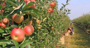 «Al Hoceima Manarat Al Moutawassit» : Où en sont les projets agricoles ?