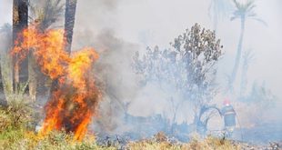 Un incendie dans la forêt d’Ourika totalement maîtrisé