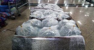 Douane : saisie de 78 kg de civelles vivantes à l’aéroport international de Casablanca