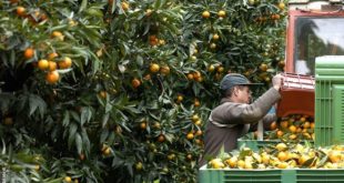 Filière agrumicole : Plus de 3 millions de journées de travail par an