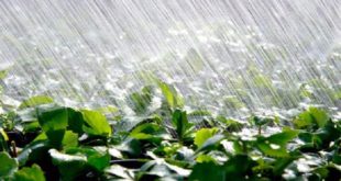 Couvert végétal des parcours : L’impact positif des récentes pluies