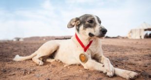 Quand un chien errant du Maroc domine le Marathon des sables (Photo)