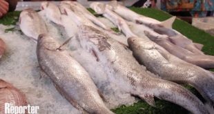 Ramadan 2019 : La flambée des prix du poisson expliquée par les marchands et les revendeurs