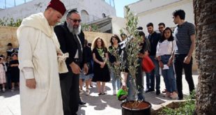Casablanca : Des jeunes musulmans plantent “un olivier de la fraternité”