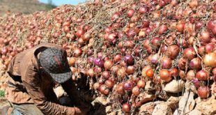 Prix de l’oignon : Le ministère de l’Agriculture s’explique