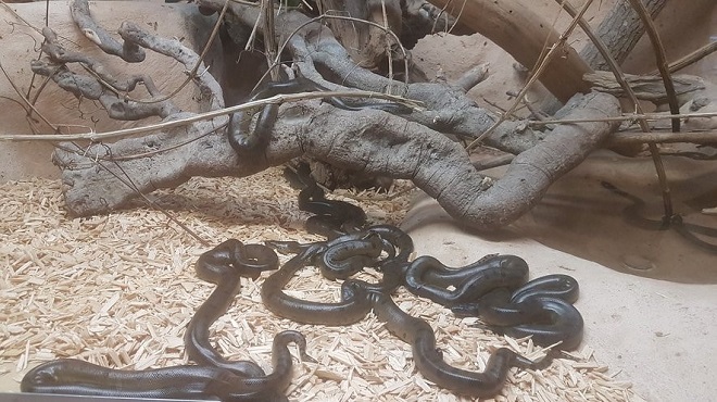 Crocoparc Agadir : Naissance de 26 bébés anacondas